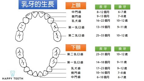 門牙下面的牙齒|四種不同類型的牙齒及更多知識